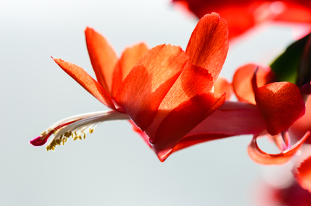 closeup of beautiful red colored flowers with blur background natureの写真素材