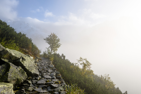 panoramic view of of mountains in misty forest. far horizon.の写真素材