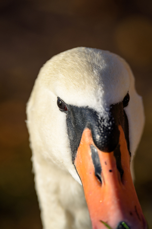 swan close up on lake water in sunny autumn day, collecting food for flying south before winterの写真素材