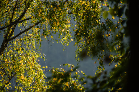 autumn gold colored leaves in bright sunlight in forest on dark blur backgroundの写真素材