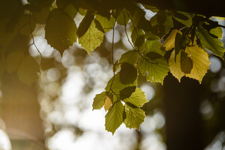 autumn gold colored leaves in bright sunlight in forest on dark blur background