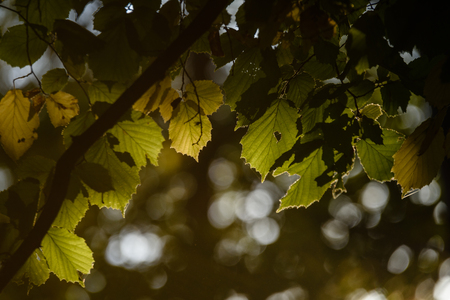 autumn gold colored leaves in bright sunlight in forest on dark blur backgroundの写真素材