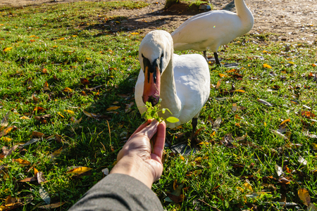 swan close up on lake water in sunny autumn day, collecting food for flying south before winterの写真素材