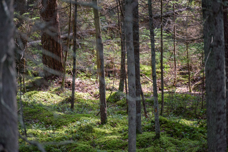 Old forest with moss covered trees and rays of sun in summer