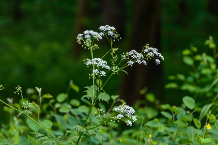 summer flowers on green background in sun lit meadow in front of plant textures