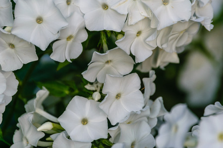 summer flowers on green background in sun lit meadow in front of plant texturesの写真素材