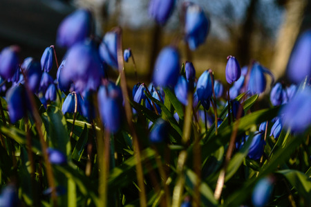 blue spring  flowers on green background in sun lit meadow in front of plant textures