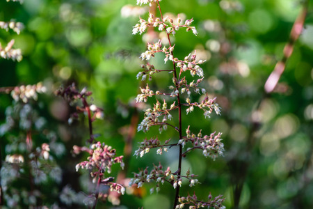 summer flowers on green background in sun lit meadow in front of plant texturesの写真素材