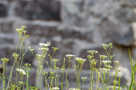summer flowers on green background in sun lit meadow in front of plant texturesの写真素材