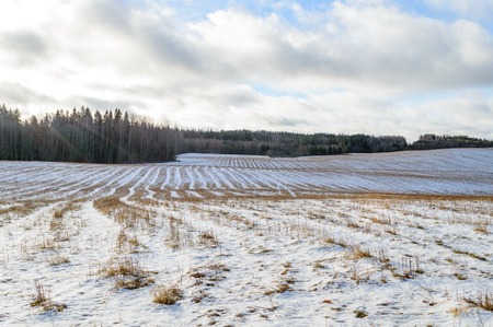 winter rural scene with snow covered trees and country road trails. latviaの写真素材