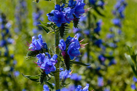summer flowers on green background in sun lit meadow in front of plant textures