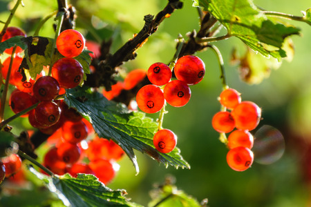 summer red berries on green background in sun lit meadow in front of plant texturesの写真素材
