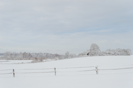 winter rural scene with snow covered trees and country road trails. latviaの写真素材