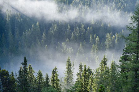 western carpathian mountain tops in  autumn covered in mist or clouds. panoramic view from a distance  in sunny dayの写真素材