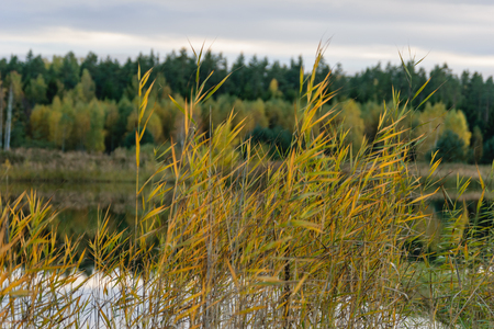 lake with water reflections in colorful autumn day with white clouds in blue sky and water grass in foregroundの写真素材