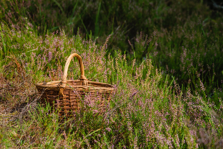 beautiful wooden woven basket in front of forest heatherwith blur background and copy space in autumnの写真素材