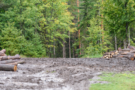 A big pile of wood in a forest road with cut down tree trunks