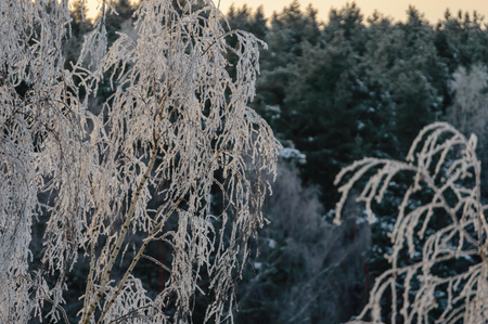 frostbite on tree branches. natural environmental detail view in latviaの写真素材