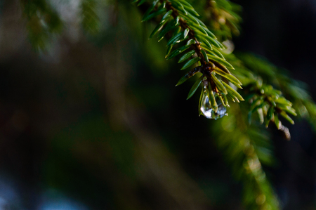 spruce tree details in forest. natural environmental detail view in latviaの写真素材