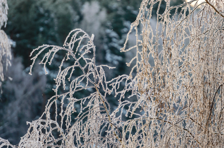 frostbite on tree branches. natural environmental detail view in latviaの写真素材