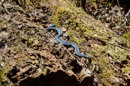 blue snake on the ground. natural environmental detail view in latvia