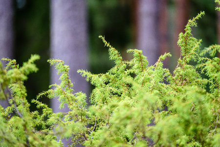tree trunk textures in natural environment. natural environmental detail view in latvia
