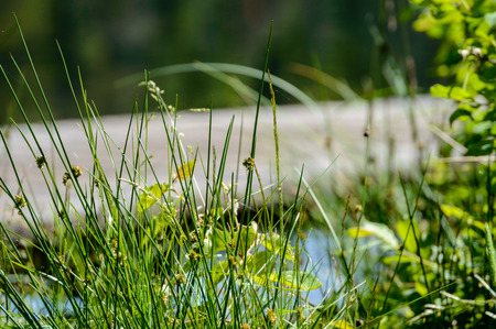 empty road in country forest. natural environmental detail view in latvia