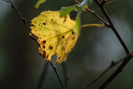 autumn leaves colorful. natural environmental detail view in latviaの写真素材