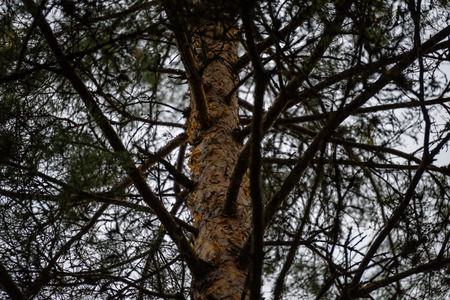 tree trunk textures in natural environment. natural environmental detail view in latvia