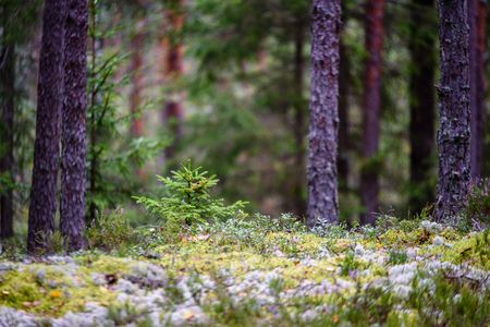 tree trunk textures in natural environment. natural environmental detail view in latviaの写真素材