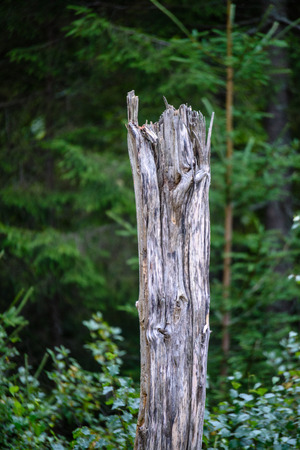 tree trunk textures in natural environment. natural environmental detail view in latviaの写真素材