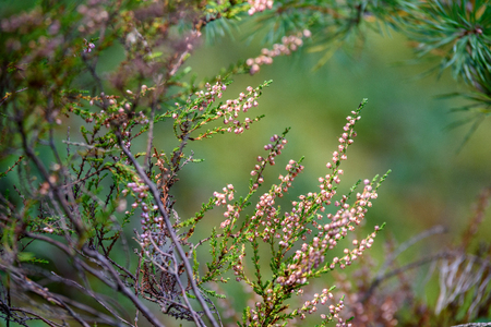abstract lush of summer flowers and bents in evening sun in the meadow flower textures with blur backgroundの写真素材