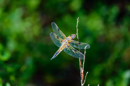 butterfly and dragonfly in summer forest. nature in latvia