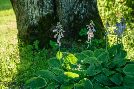 nature details in forest in summer. nature in latviaの写真素材