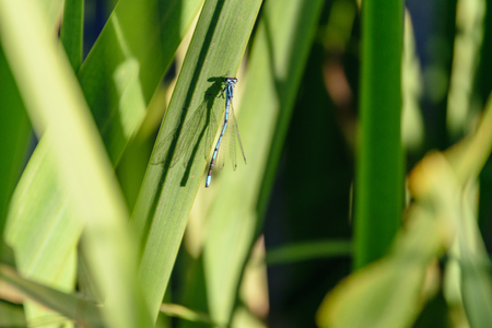 nature details in forest in summer. nature in latviaの写真素材