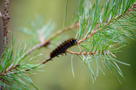nature details in forest in summer. nature in latviaの写真素材