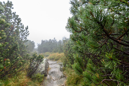 western carpathian mountain tops in  autumn covered in mist or clouds. panoramic view from a distanceの写真素材