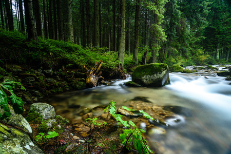 mountain river in summer with stream and high water in forestの写真素材