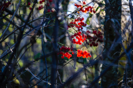 rowan tree berries against dark background in warm day. countrysideの写真素材