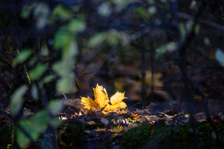 birch tree leaves and branches against dark background in warm day. countrysideの写真素材