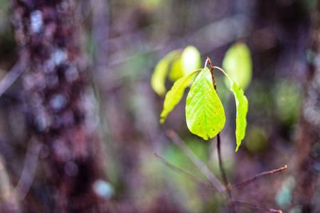 birch tree leaves and branches against dark background in warm day. countrysideの写真素材