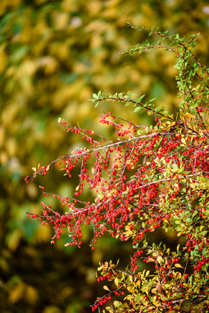 rowan tree berries against dark background in warm day. countrysideの写真素材