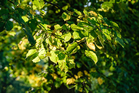 birch tree leaves and branches against dark background in warm day. countryside