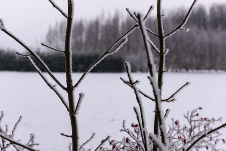 naked tree branches against dark background in winter. countrysideの写真素材
