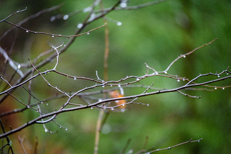 naked birch tree branches in autumn  against dark background in warm day. countrysideの写真素材