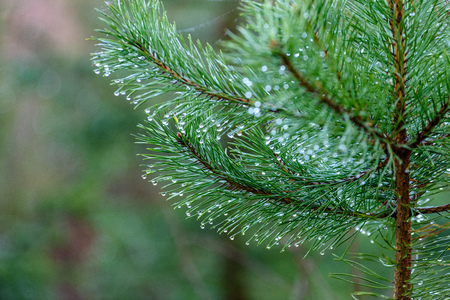 pine tree branches against dark background in warm day. countryside