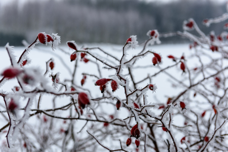 red berries in branches with snow in winter. countrysideの写真素材