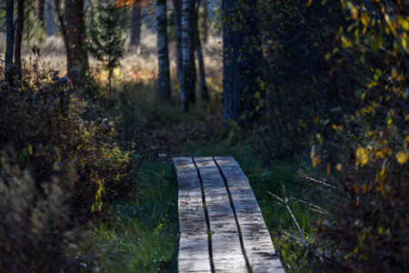 old wooden boardwalk covered with leaves in ancient forest with mossy tree trunksの写真素材