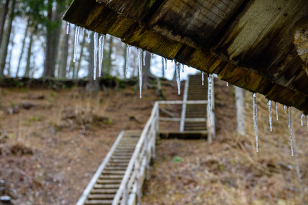 old wooden boardwalk covered with leaves in ancient forest with mossy tree trunksの写真素材