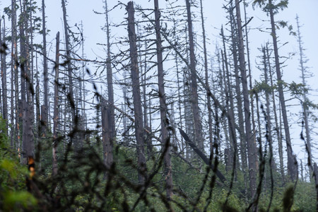 Misty wet morning in the woods. forest with trunks and tourist trails in the rain. large old tree in...